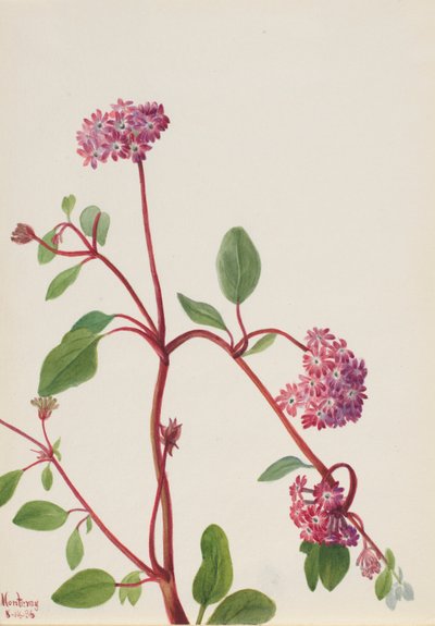 Sand Verbena by Mary Vaux Walcott
