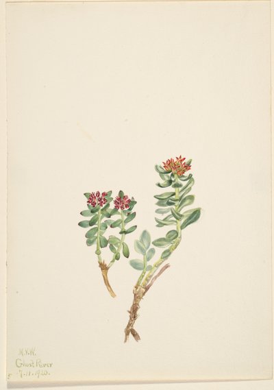 Sanifoiga Adscendeus by Mary Vaux Walcott