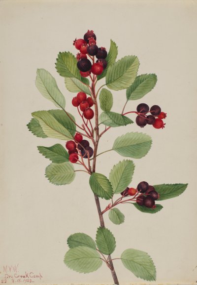 Saskatoon (Amelanchier alnifolia) by Mary Vaux Walcott