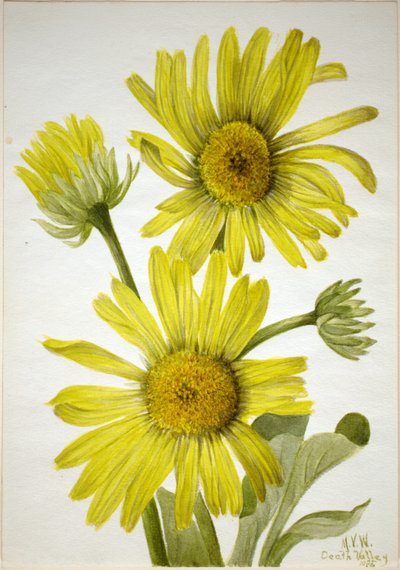 Satinleaf Goldenhead (Enceliopsis covillei) by Mary Vaux Walcott