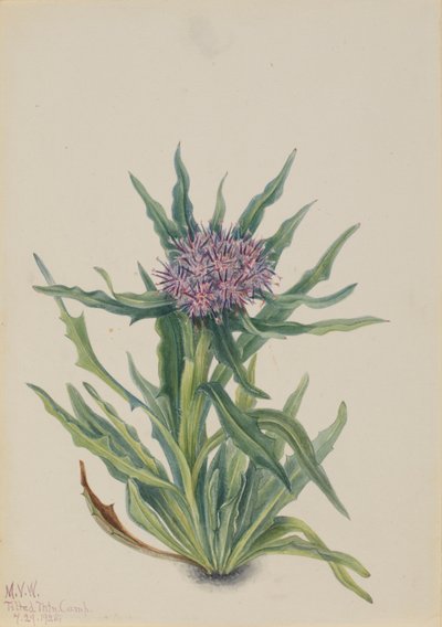 Saussurea by Mary Vaux Walcott