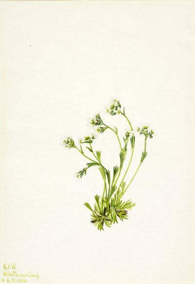 Saxifrage by Mary Vaux Walcott