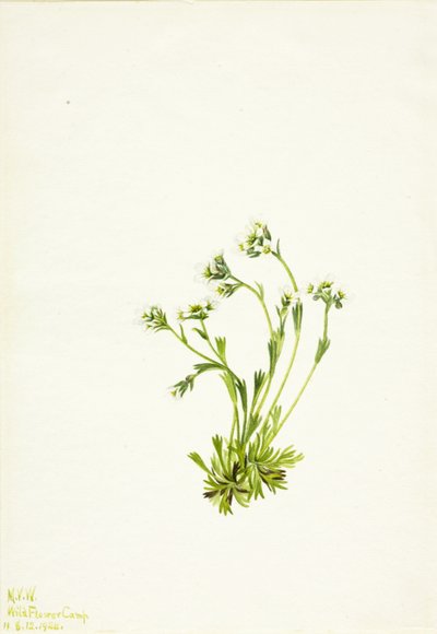 Saxifrage, 1924 by Mary Vaux Walcott