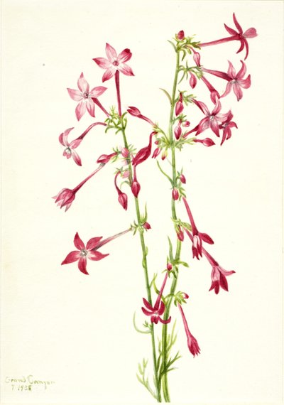 Scarlet Gilia by Mary Vaux Walcott