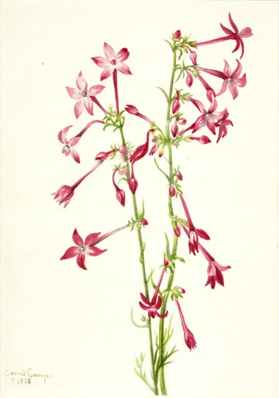 Scarlet Gilia by Mary Vaux Walcott