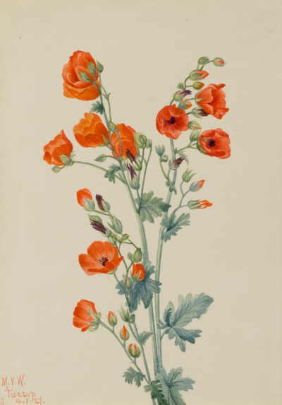 Scarlet Globe Mallow Sphaeralcea grossulariaefolia by Mary Vaux Walcott