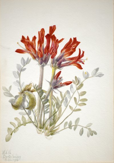 Scarlet Loco Astragalus coccineus by Mary Vaux Walcott