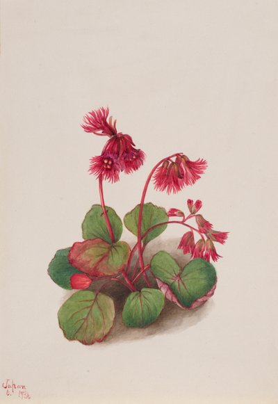 Schizocodon soldanelloides, 1936 by Mary Vaux Walcott