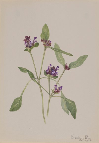 Self-Heal, 1918 by Mary Vaux Walcott