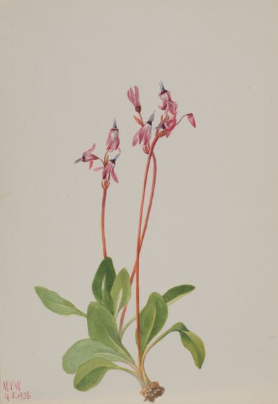 Shooting Star (Dodecatheon hendersonii) by Mary Vaux Walcott