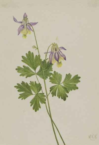 Shortspur Columbine Aquilegia brevistyla, 1907 by Mary Vaux Walcott