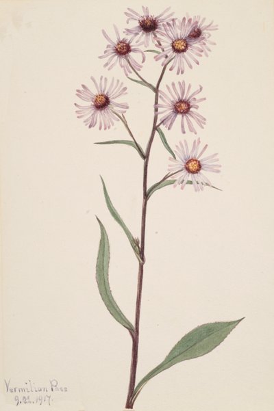 Showy Aster by Mary Vaux Walcott