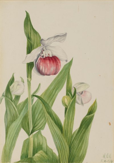 Showy Lady