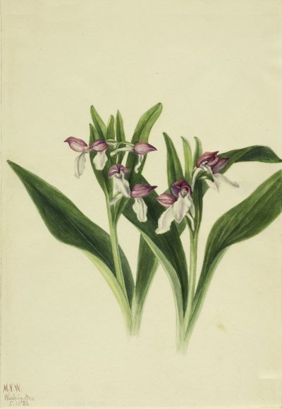 Showy Orchis Orchis spectabilis by Mary Vaux Walcott