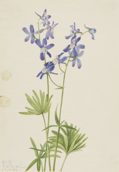 Slim Larkspur by Mary Vaux Walcott