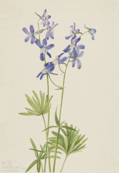 Slim Larkspur Delphinium depauperatum by Mary Vaux Walcott