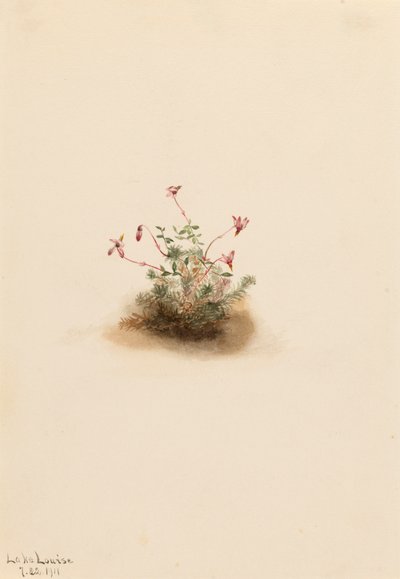 Small Cranberry Oxycoccus palustris by Mary Vaux Walcott