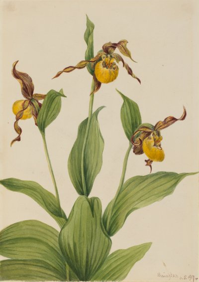 Small Yellow Ladyslipper by Mary Vaux Walcott