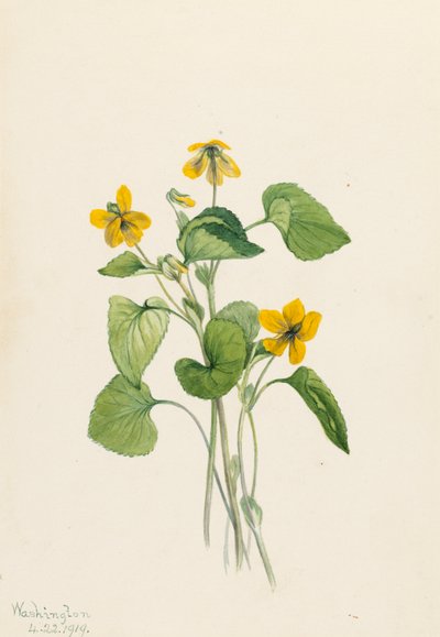 Smooth Yellow Violet Viola eriocarpa by Mary Vaux Walcott