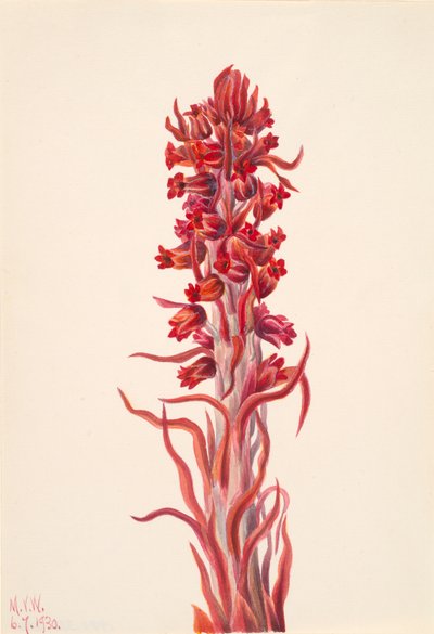 Snow Plant Sarcodes sanguinea by Mary Vaux Walcott