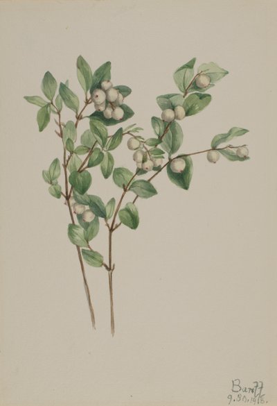 Snowberry (Symphoricarpos albus) by Mary Vaux Walcott