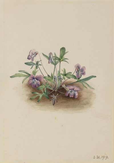 Southern Coast Violet (Viola Septemloba) by Mary Vaux Walcott