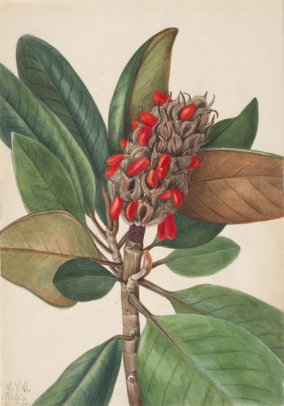 Southern Magnolia Magnolia grandiflora by Mary Vaux Walcott