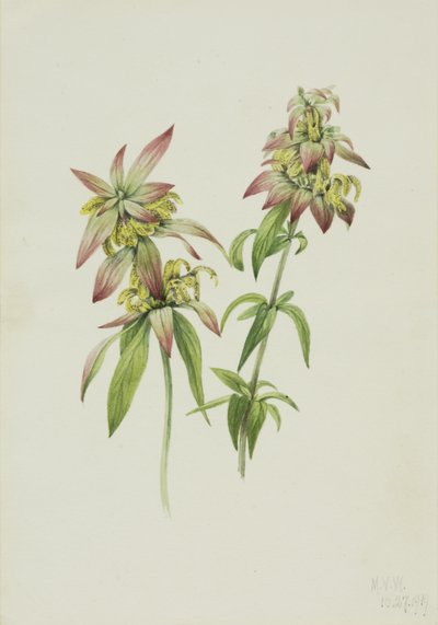 Spotted Bee Balm by Mary Vaux Walcott