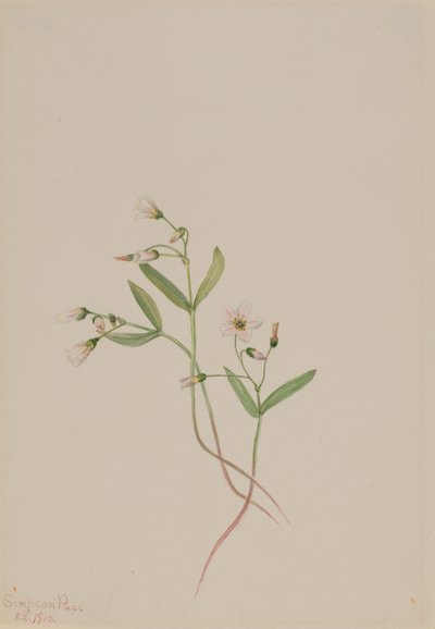 Spring Beauty Claytonia Lanceolata, 1916 by Mary Vaux Walcott