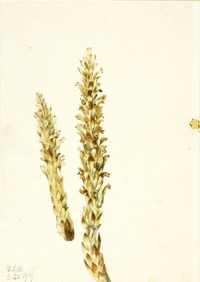Squawroot Conopholis americana by Mary Vaux Walcott