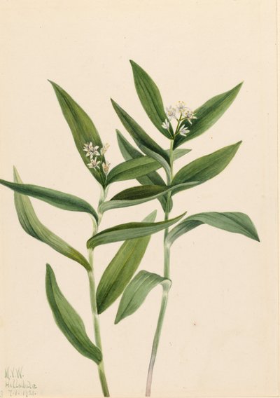 Star Solomonplume by Mary Vaux Walcott