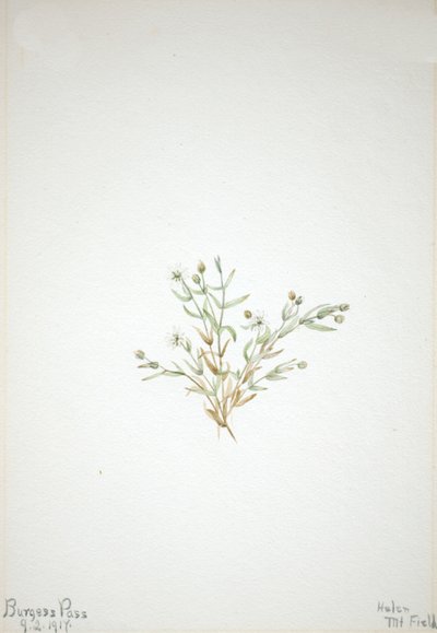 Stelleria Leata, 1917 by Mary Vaux Walcott