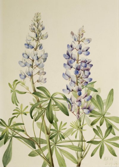 Sun Dial Lupine Lupinus perennis by Mary Vaux Walcott