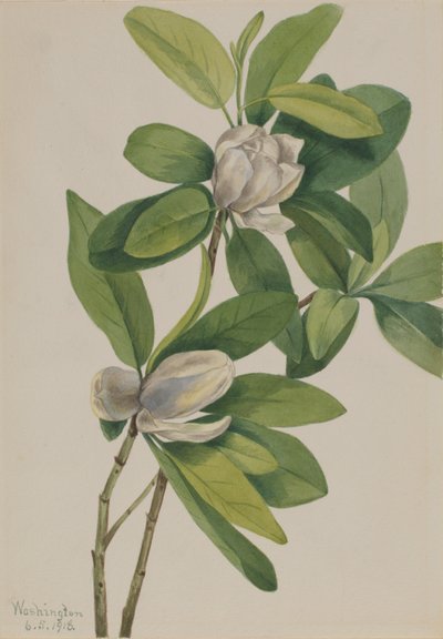 Swamp Magnolia (Magnolia virginiana) by Mary Vaux Walcott