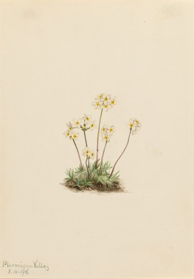 Sweet Androsace Androsace carinata by Mary Vaux Walcott