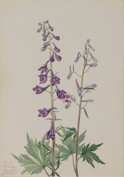 Tall Larkspur by Mary Vaux Walcott