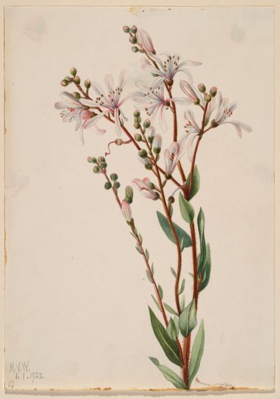 Tarflower by Mary Vaux Walcott