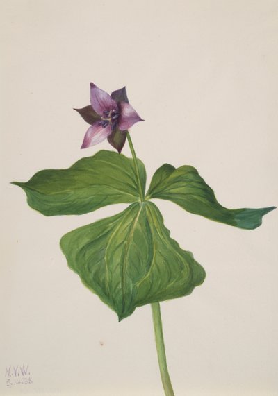 Trillium erectum by Mary Vaux Walcott