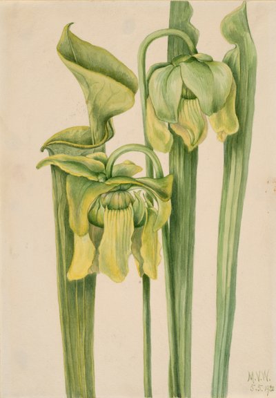 Trumpetleaf Sarracenia flava by Mary Vaux Walcott