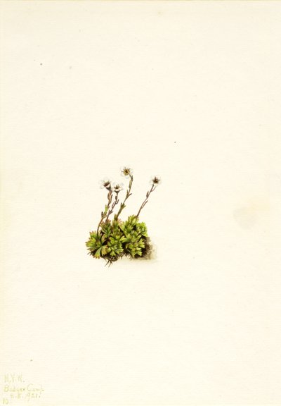 Tufted Saxifrage by Mary Vaux Walcott