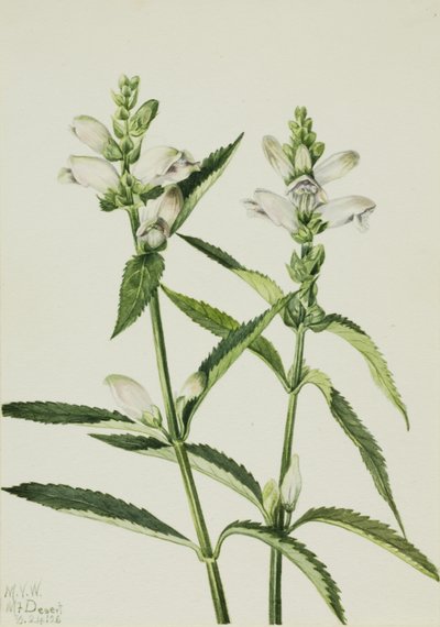 Turtlehead by Mary Vaux Walcott