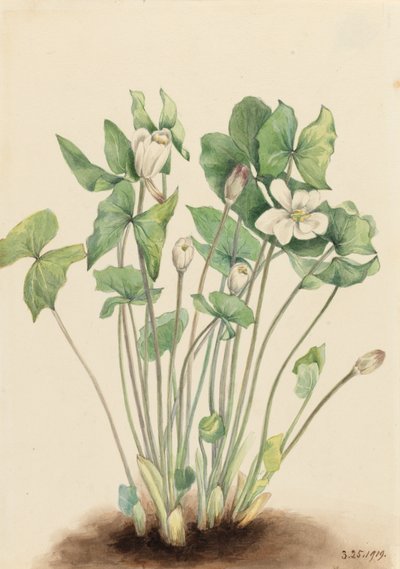 Twinleaf Jeffersonia diphylla, 1919 by Mary Vaux Walcott