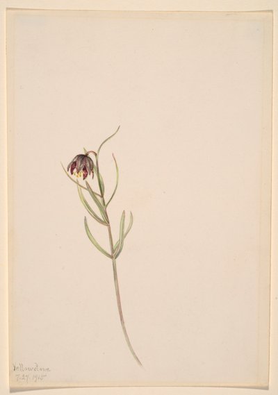 Untitled--Flower Study by Mary Vaux Walcott