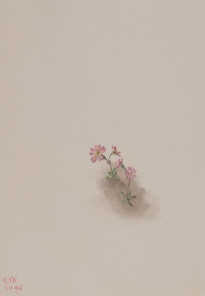 Untitled (Flower Study) by Mary Vaux Walcott