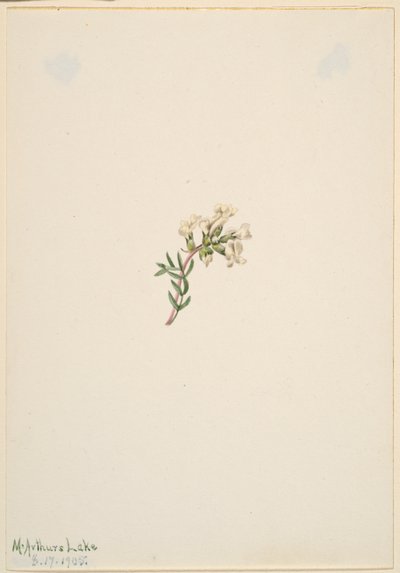 Untitled--Flower Study by Mary Vaux Walcott