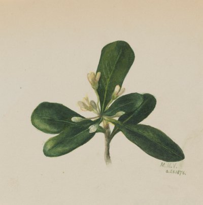 Untitled--Flower Study by Mary Vaux Walcott