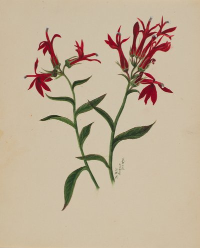 Untitled--Flower Study by Mary Vaux Walcott