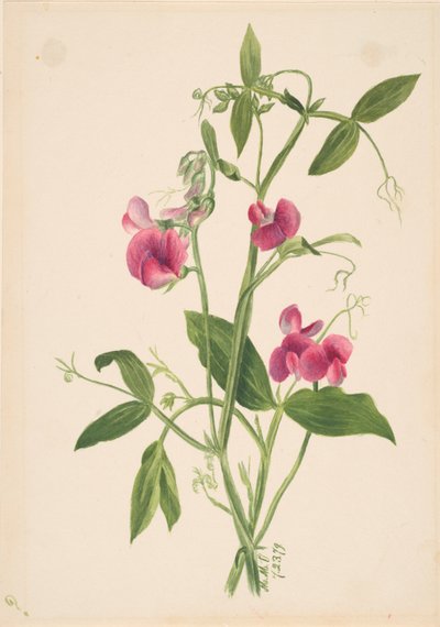 Untitled--Flower Study by Mary Vaux Walcott