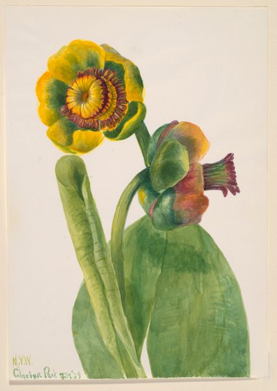 Untitled--Flower Study, 1939 by Mary Vaux Walcott