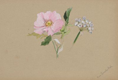 Untitled--Flower Study by Mary Vaux Walcott